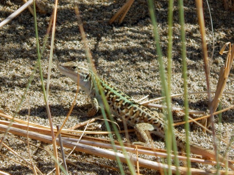 Podarcis siculus